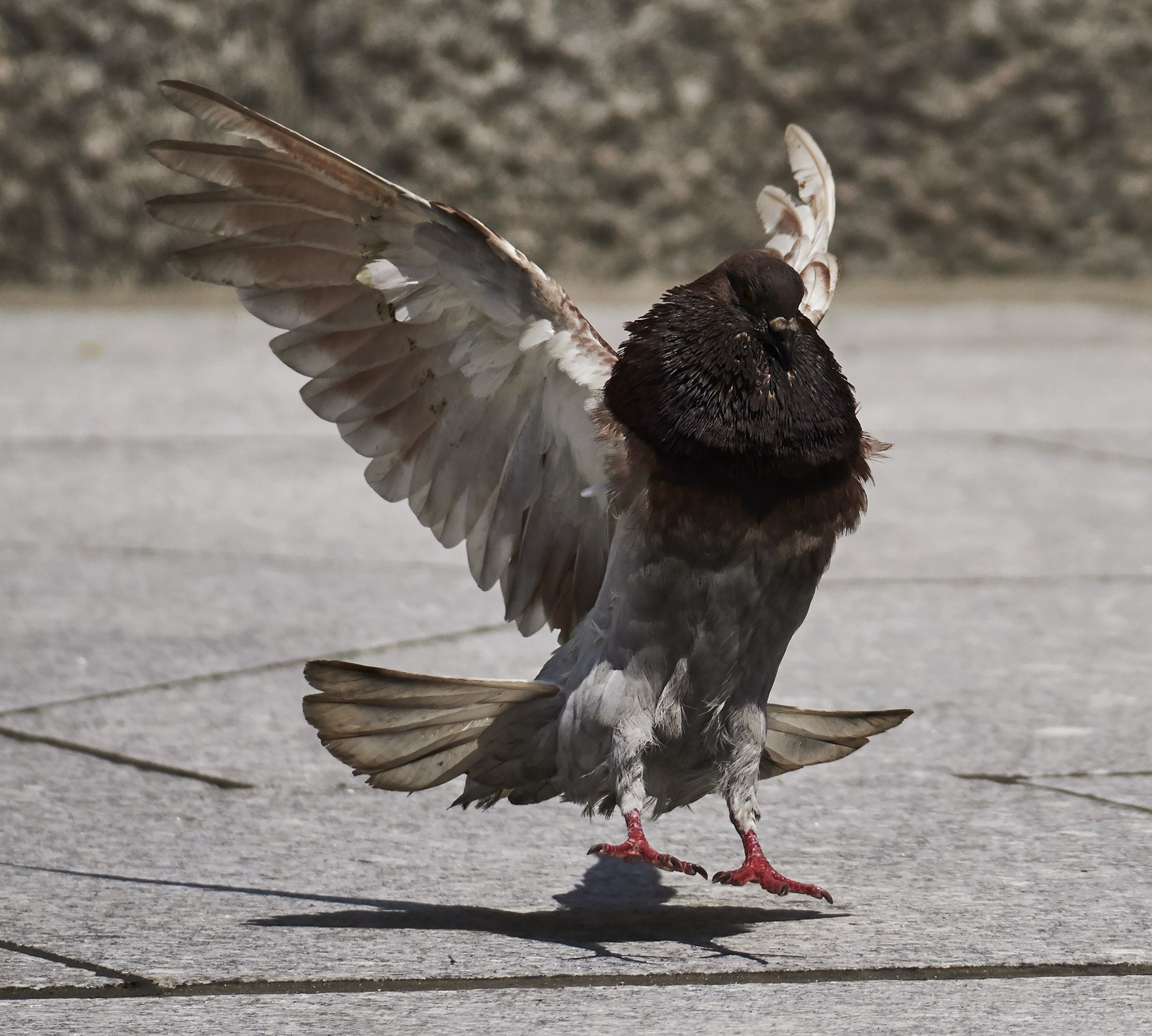 a pigeon with its wings spread