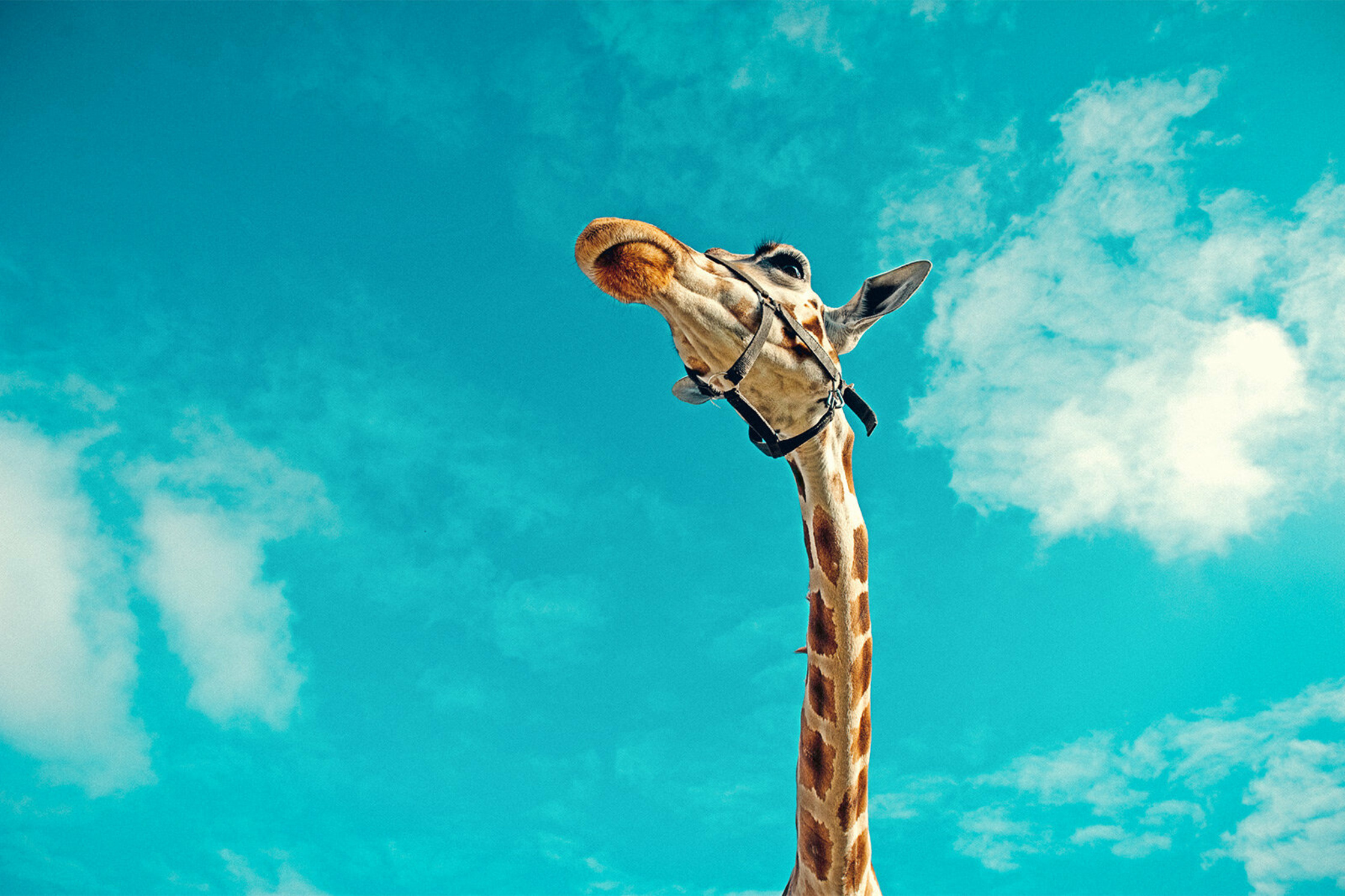 a giraffe looking up at the sky