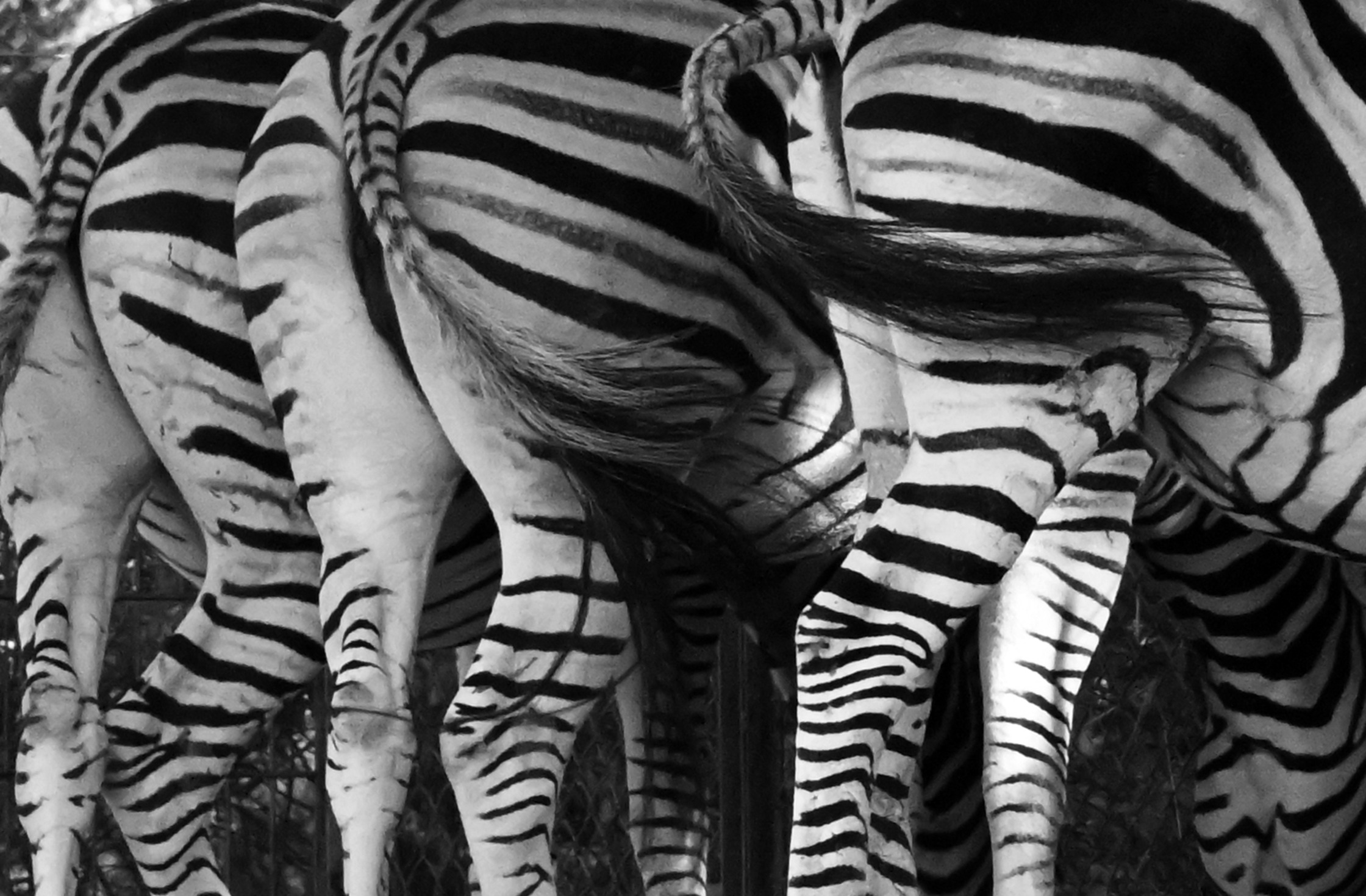 a group of zebras standing in a line wagging tails